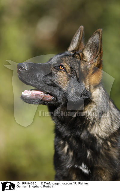 Deutscher Schferhund Portrait / German Shepherd Portrait / RR-94035