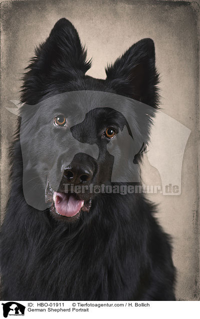 German Shepherd Portrait / HBO-01911