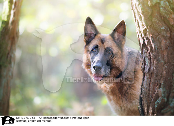 Deutscher Schferhund Portrait / German Shepherd Portrait / BS-07353