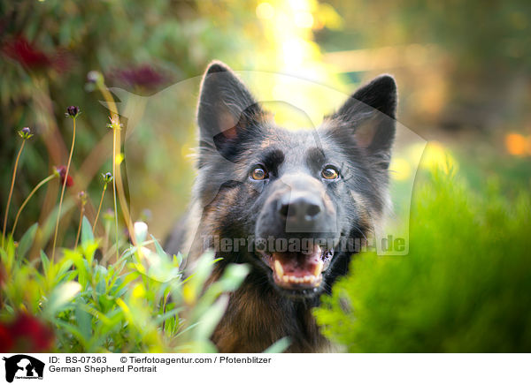 German Shepherd Portrait / BS-07363