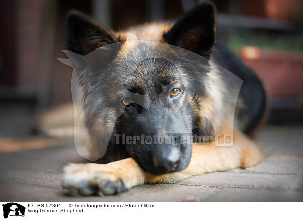 lying German Shepherd / BS-07364