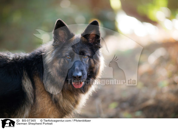 German Shepherd Portrait / BS-07365