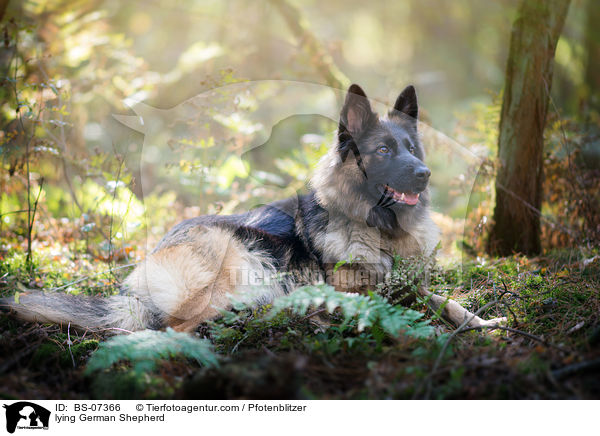 lying German Shepherd / BS-07366