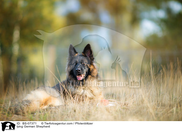 lying German Shepherd / BS-07371