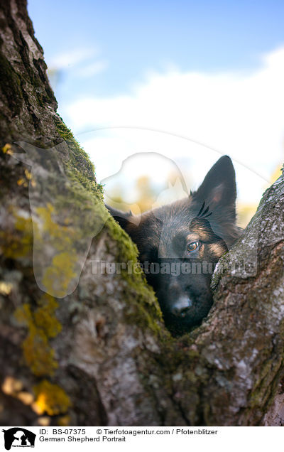 German Shepherd Portrait / BS-07375