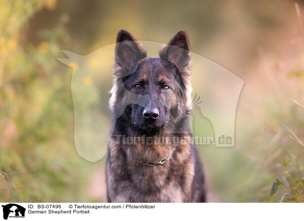 German Shepherd Portrait / BS-07496
