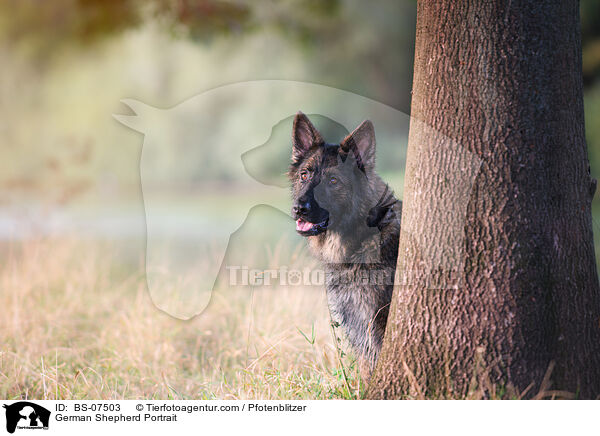German Shepherd Portrait / BS-07503