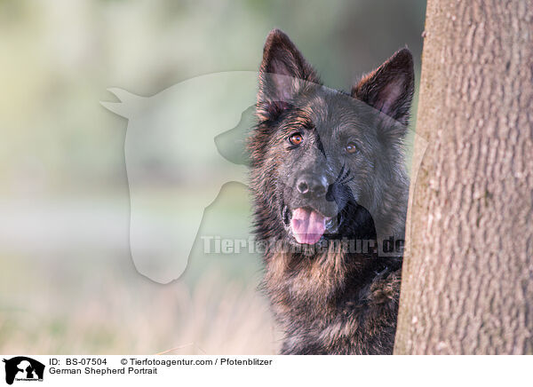 German Shepherd Portrait / BS-07504