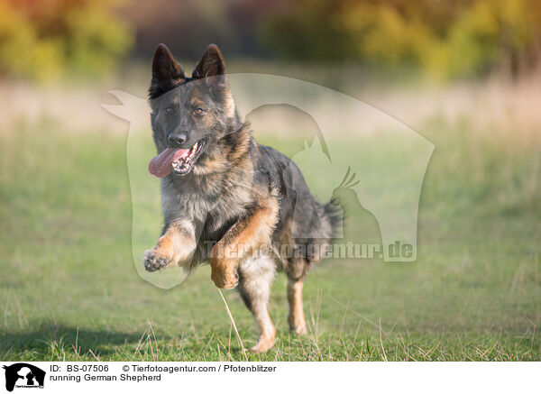 running German Shepherd / BS-07506
