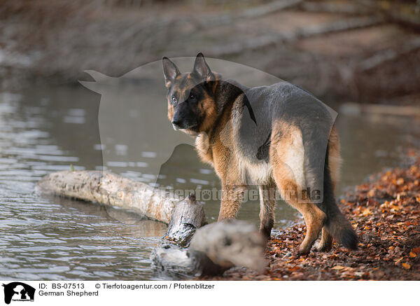 Deutscher Schferhund / German Shepherd / BS-07513