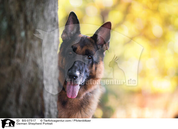 Deutscher Schferhund Portrait / German Shepherd Portrait / BS-07517