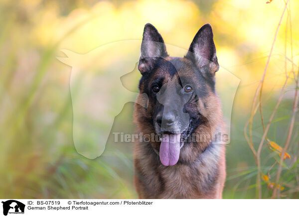 Deutscher Schferhund Portrait / German Shepherd Portrait / BS-07519