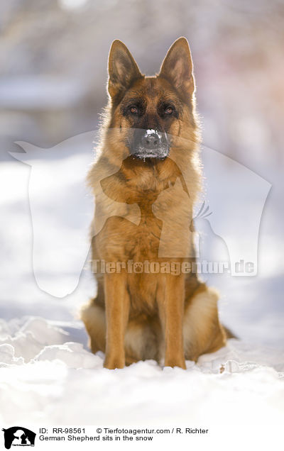 German Shepherd sits in the snow / RR-98561