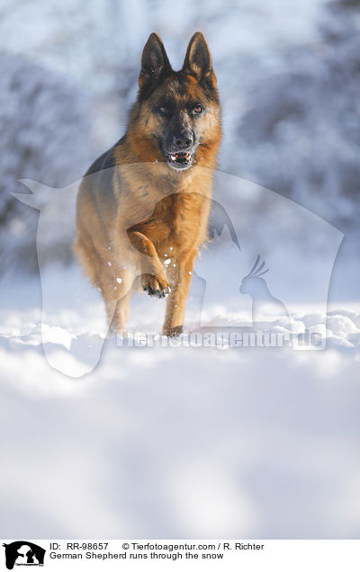 German Shepherd runs through the snow / RR-98657