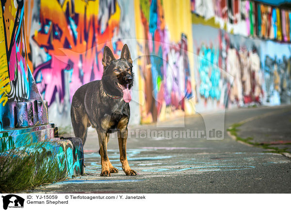 Deutscher Schferhund / German Shepherd / YJ-15059