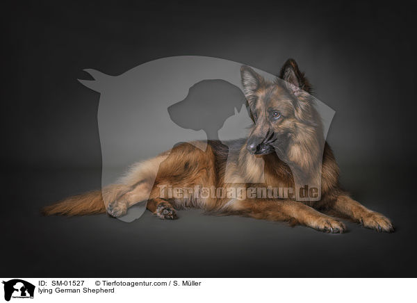 liegender Deutscher Schferhund / lying German Shepherd / SM-01527