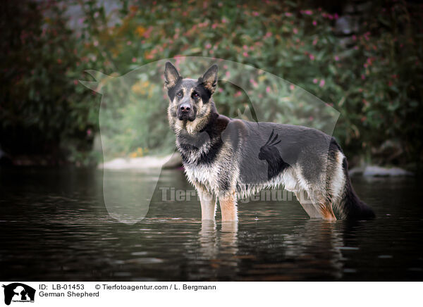 German Shepherd / LB-01453