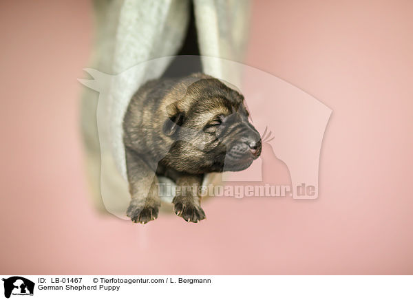 Deutscher Schferhund Welpe / German Shepherd Puppy / LB-01467