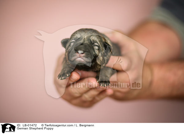 Deutscher Schferhund Welpe / German Shepherd Puppy / LB-01472