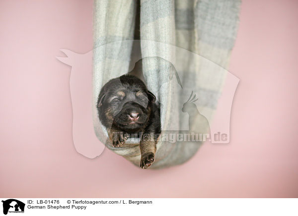 Deutscher Schferhund Welpe / German Shepherd Puppy / LB-01476