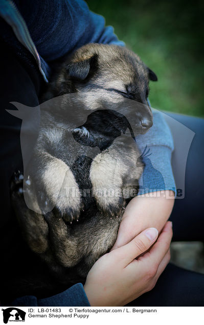 Deutscher Schferhund Welpe / German Shepherd Puppy / LB-01483