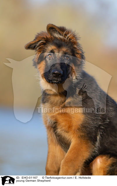 young German Shepherd / EHO-01167
