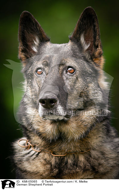 Deutscher Schferhund Portrait / German Shepherd Portrait / KMI-05065