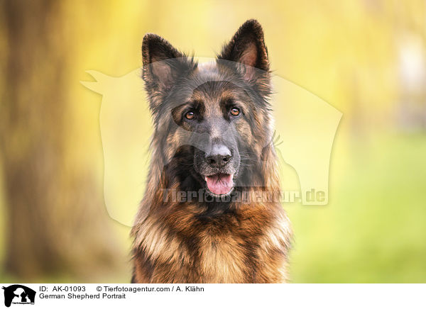 German Shepherd Portrait / AK-01093