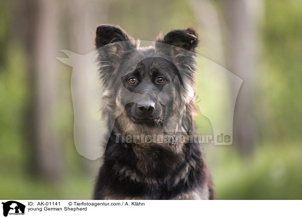 young German Shepherd / AK-01141