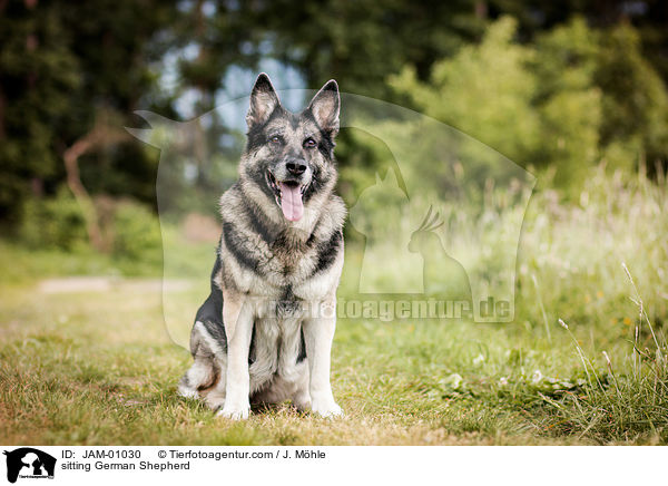 sitzender Deutscher Schferhund / sitting German Shepherd / JAM-01030