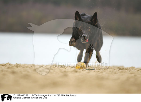 rennender Deutscher Schferhund / running German Shepherd Dog / KB-01332