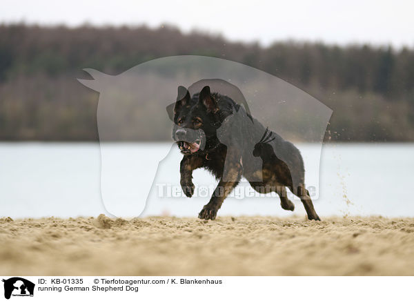 rennender Deutscher Schferhund / running German Shepherd Dog / KB-01335