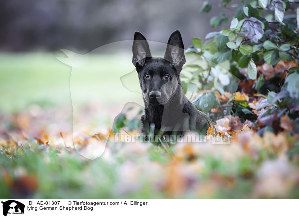 liegender Deutscher Schferhund / lying German Shepherd Dog / AE-01307