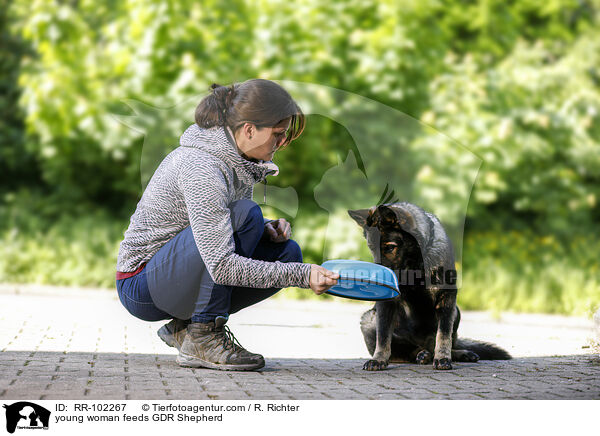 junge Frau fttert DDR Schferhund / young woman feeds GDR Shepherd / RR-102267