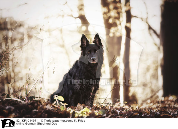 sitzender Deutscher Schferhund / sitting German Shepherd Dog / KFI-01497