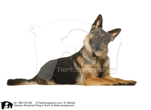 Deutscher Schferhund vor weiem Hintergrund / German Shepherd Dog in front of white background / RR-103189