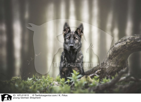 junger Deutscher Schferhund / young German Shepherd / KFI-01815
