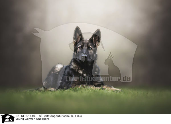 junger Deutscher Schferhund / young German Shepherd / KFI-01816