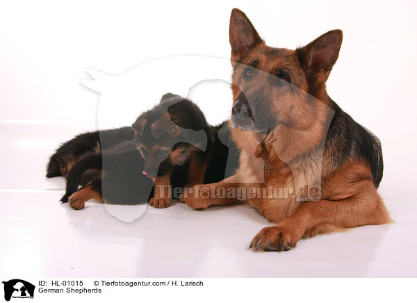 Deutsche Schferhunde / German Shepherds / HL-01015