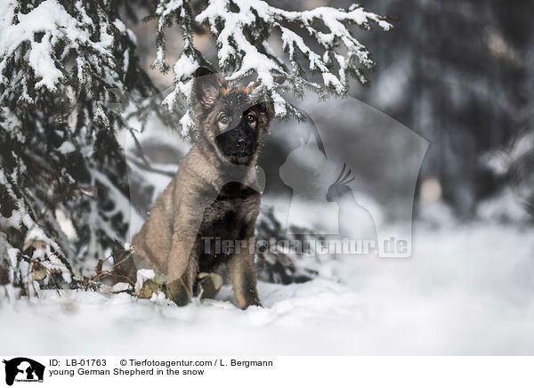junger Deutscher Schferhund im Schnee / young German Shepherd in the snow / LB-01763