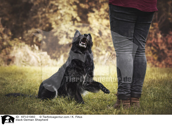 schwarzer Deutscher Schferhund / black German Shepherd / KFI-01960