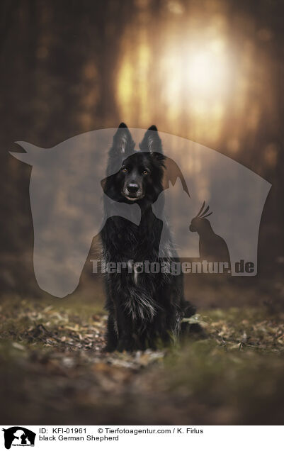 schwarzer Deutscher Schferhund / black German Shepherd / KFI-01961