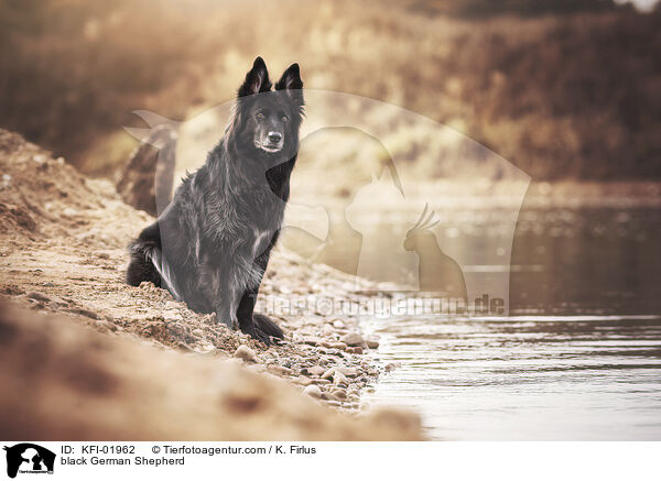 schwarzer Deutscher Schferhund / black German Shepherd / KFI-01962