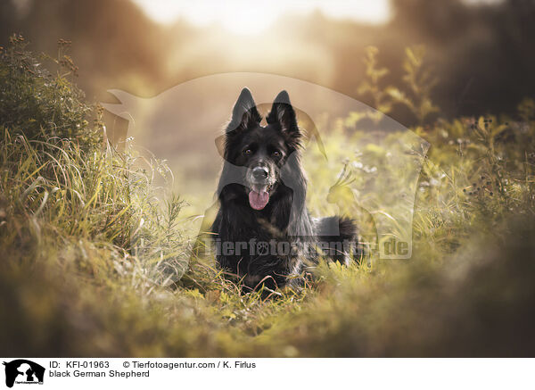 schwarzer Deutscher Schferhund / black German Shepherd / KFI-01963