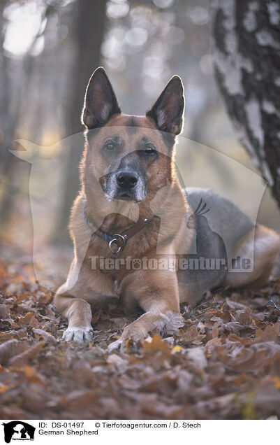 Deutscher Schferhund / German Shepherd / DS-01497