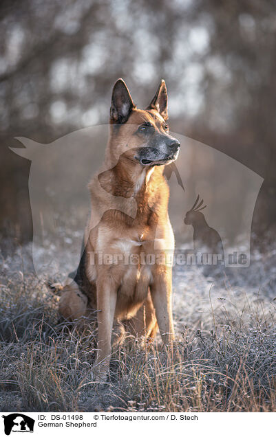 Deutscher Schferhund / German Shepherd / DS-01498