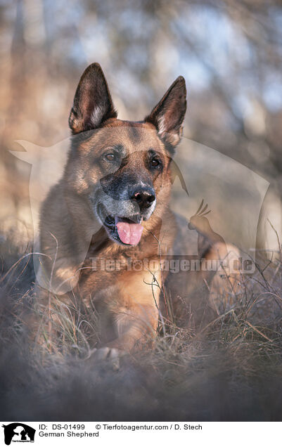 Deutscher Schferhund / German Shepherd / DS-01499