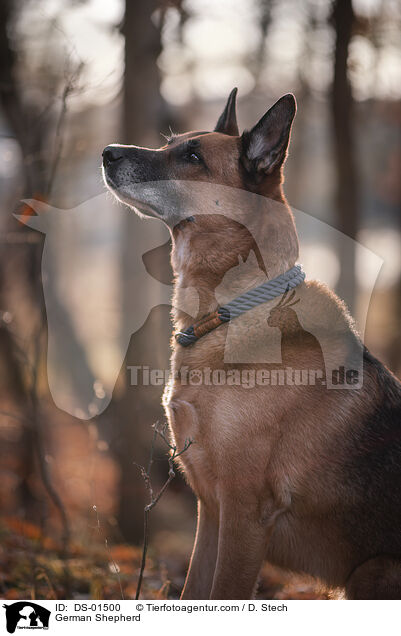 Deutscher Schferhund / German Shepherd / DS-01500