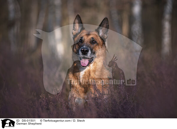 Deutscher Schferhund / German Shepherd / DS-01501