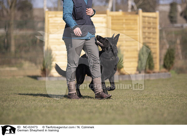 German Shepherd in training / NC-02473